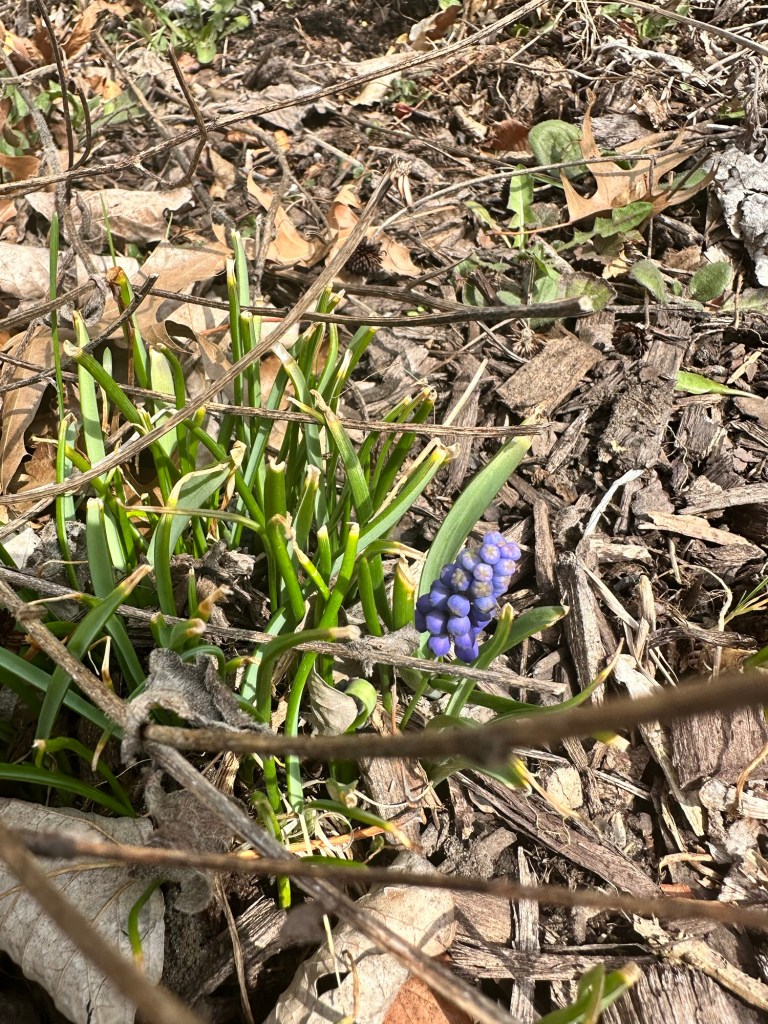 Grape hyacinth