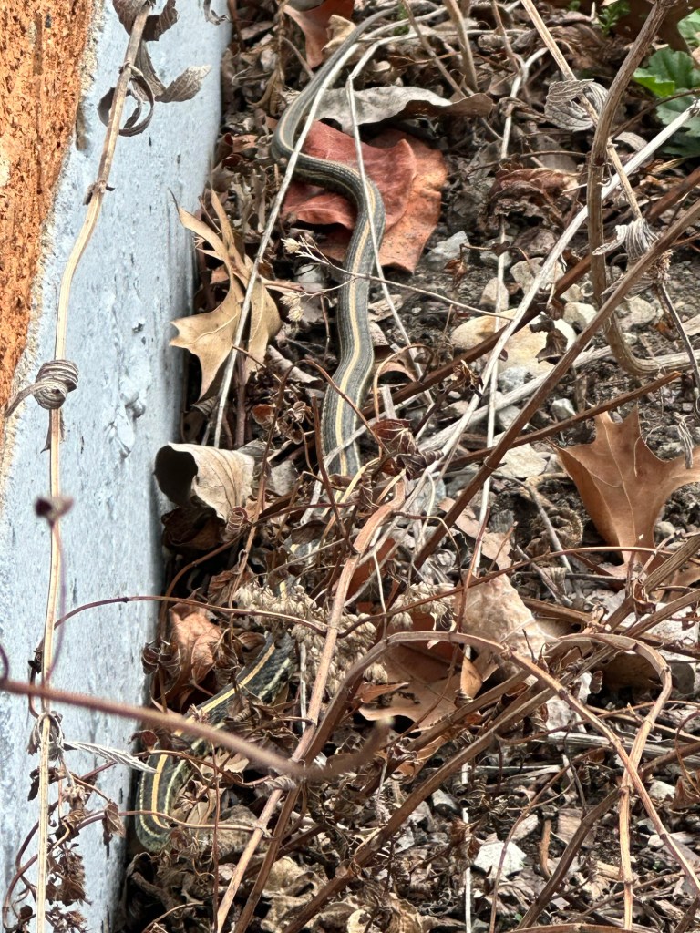 common garter snake IL