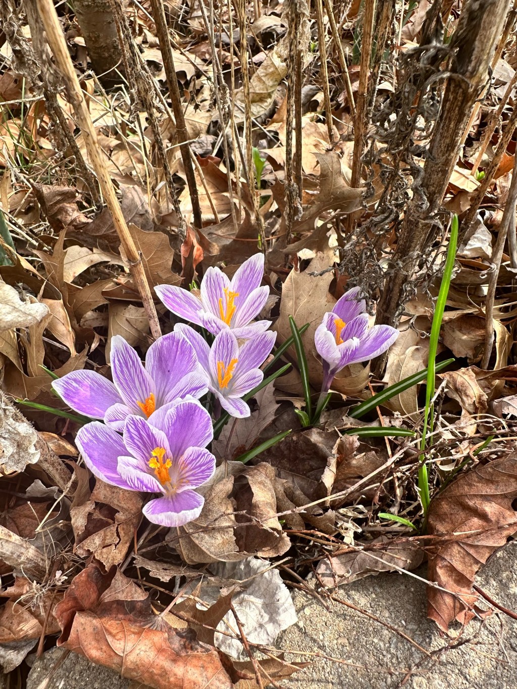 Spring Blooms and Garden Adventures