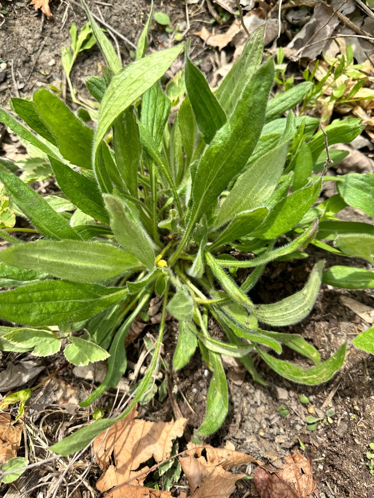 Black-Eyed Susan early May in Illinois