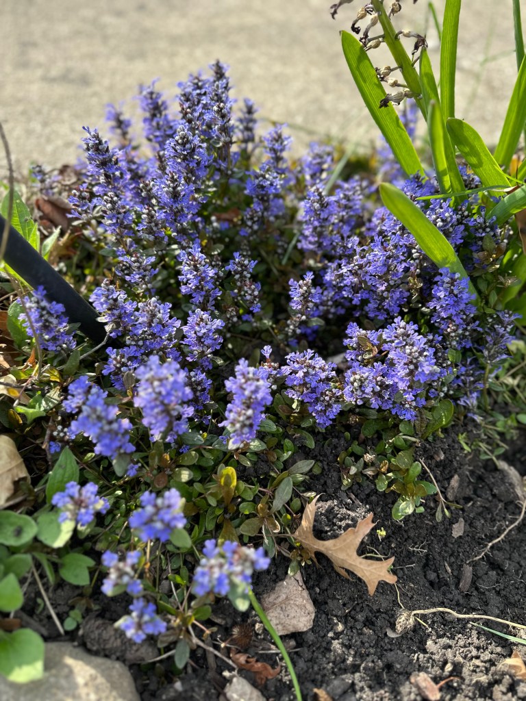 Bungleweed early May in Illinois