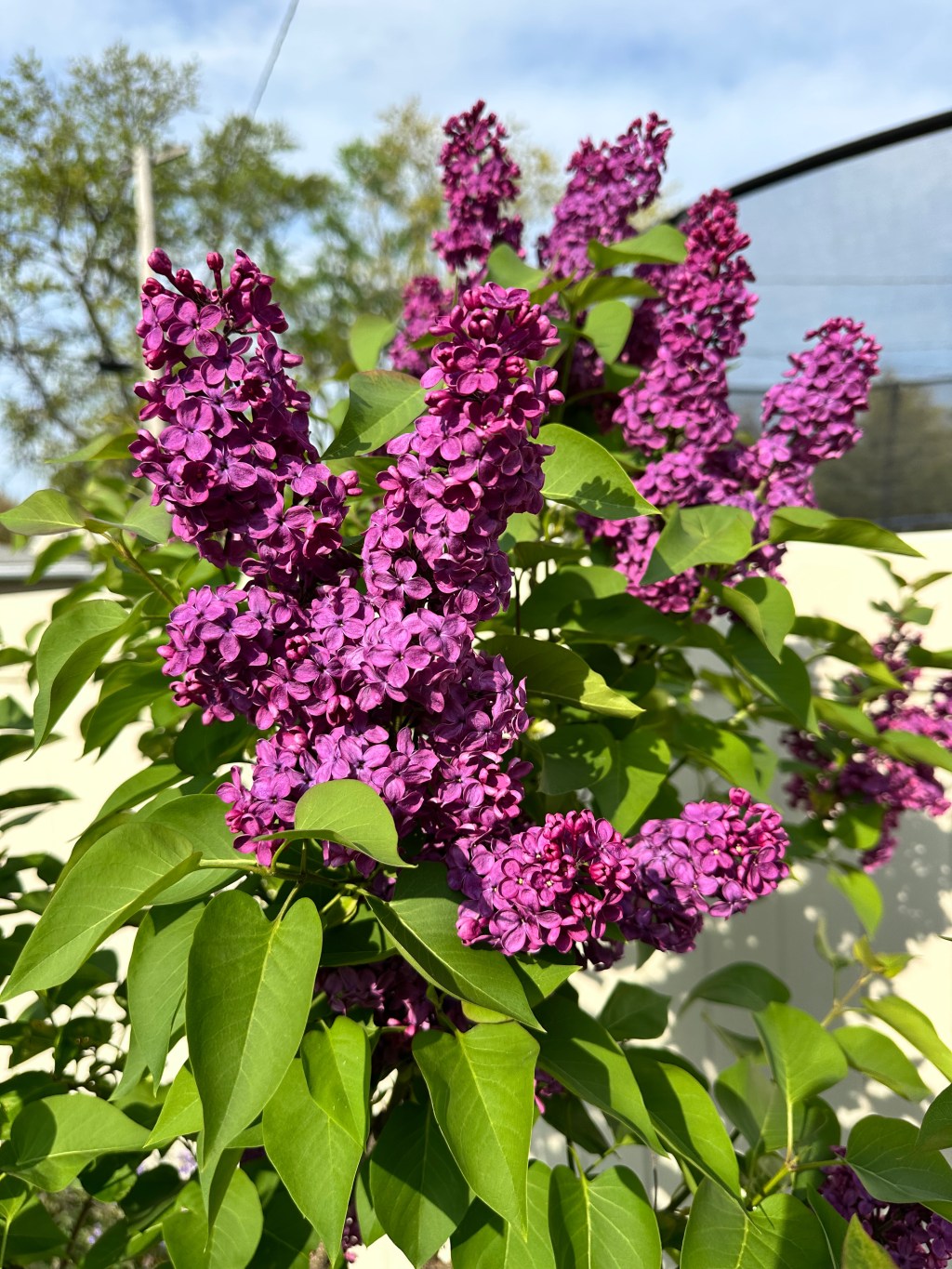 Gardening Season Brings a Proliferation of (Too Much!) Growth