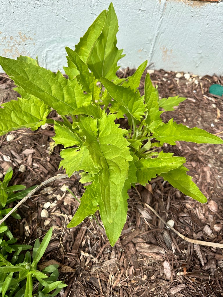 Cup Plant early May in Illinois
