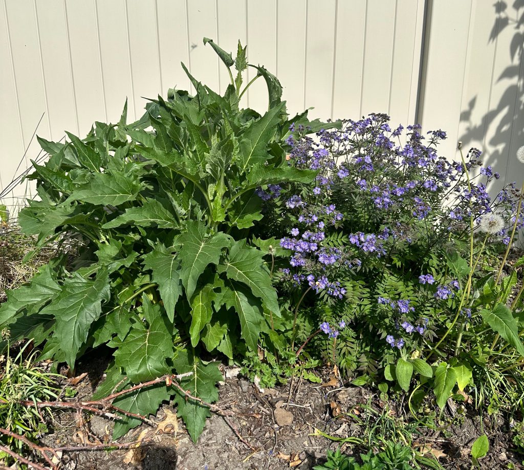 Refuse, Freebies, and Small-Sizing: Career Transitions in Gardening Terms