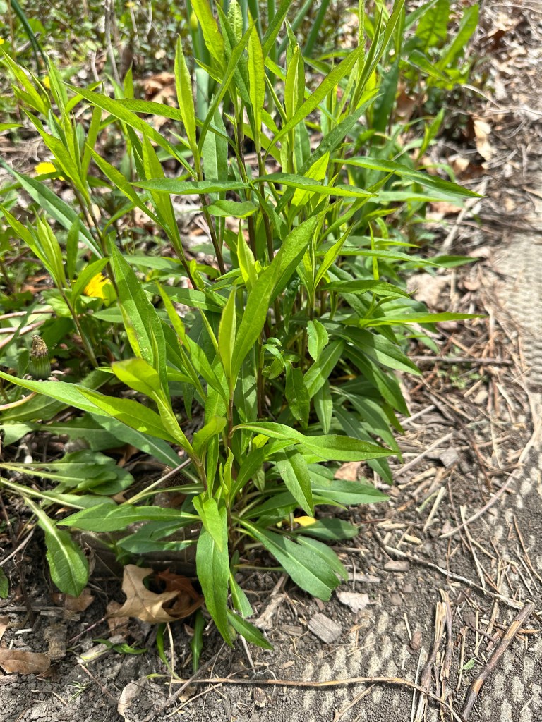 Giant Goldenrod early May in Illinois