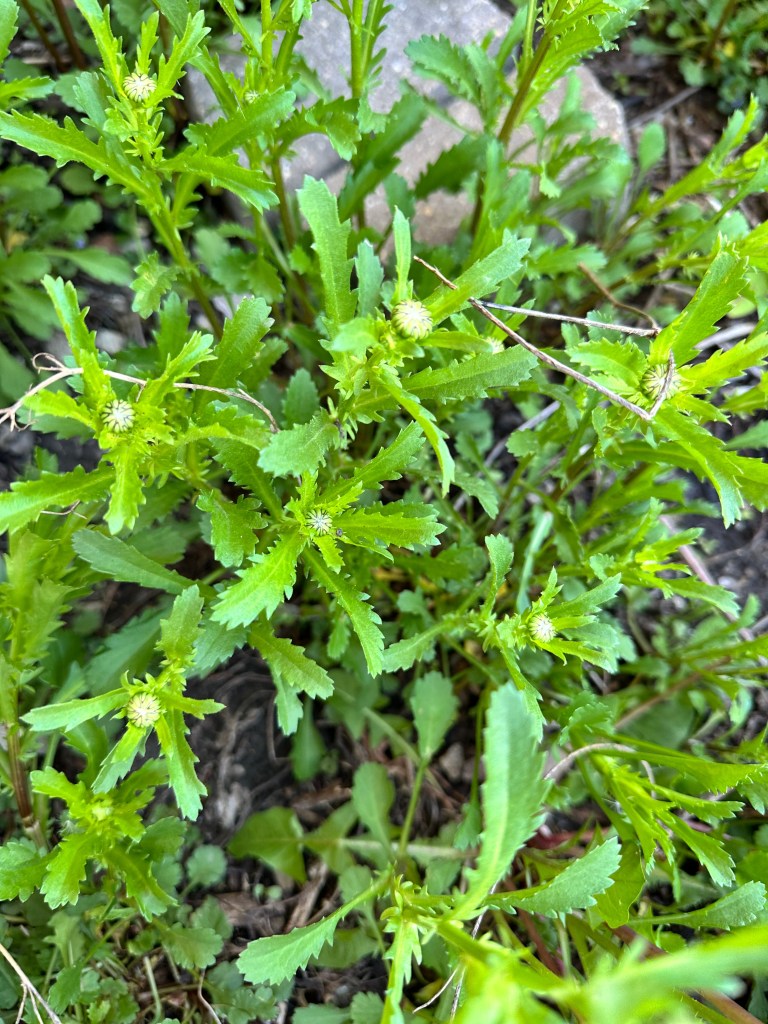 Oxeye Daisy early May in Illinois