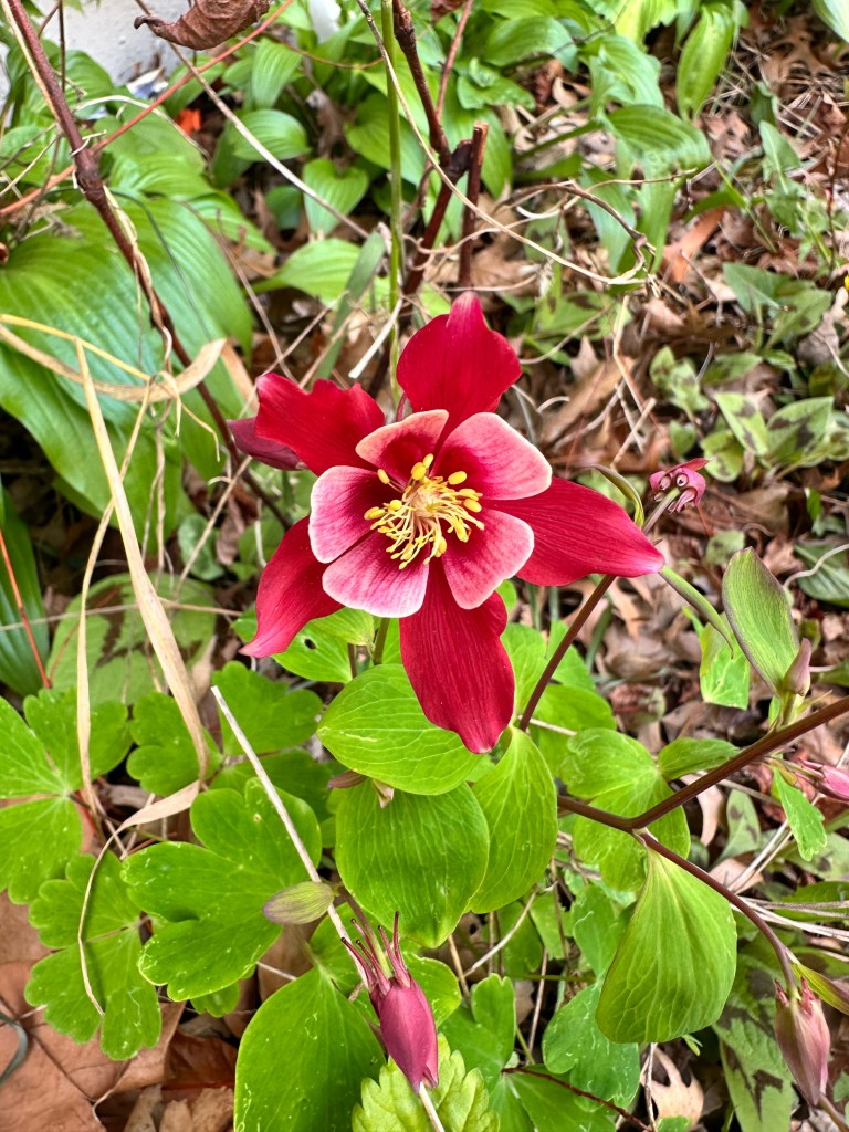 Red Columbine Early May in Illinois