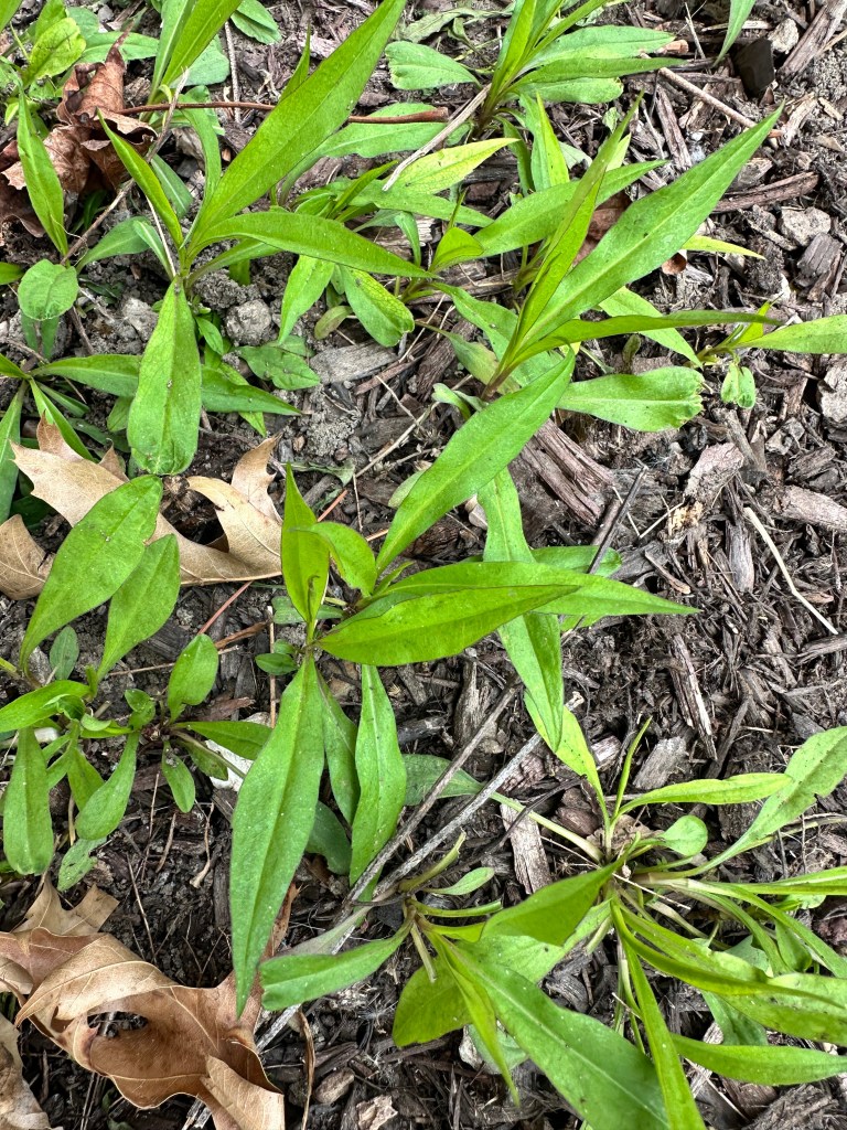 White Panicle Aster early May in Illinois